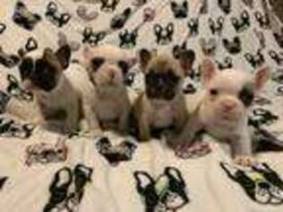 French Bulldog Puppy for sale in Las Cruces, NM, USA