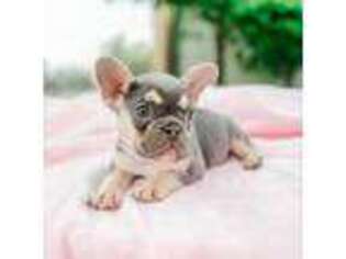 French Bulldog Puppy for sale in Stonewall, TX, USA