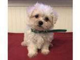 Havanese Puppy for sale in Danville, NH, USA