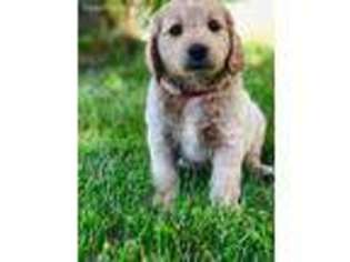 Goldendoodle Puppy for sale in Carroll, OH, USA