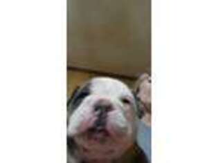 Bulldog Puppy for sale in Ionia, MO, USA