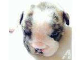 Bulldog Puppy for sale in LOUISVILLE, KY, USA