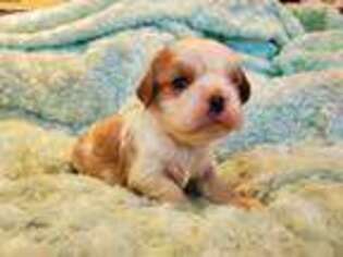 Cavalier King Charles Spaniel Puppy for sale in Temecula, CA, USA