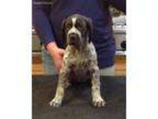 German Shorthaired Pointer Puppy for sale in Norco, CA, USA