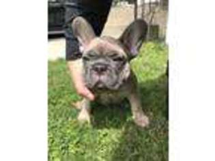 French Bulldog Puppy for sale in Greenwich, CT, USA