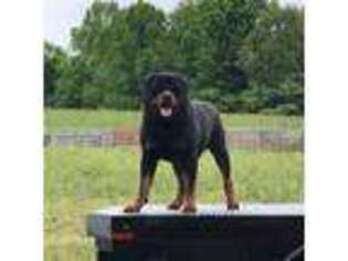 Rottweiler Puppy for sale in Glasgow, KY, USA