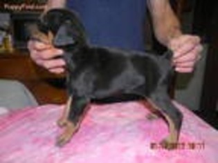 Doberman Pinscher Puppy for sale in Paw Paw, MI, USA