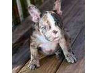 French Bulldog Puppy for sale in New London, NC, USA