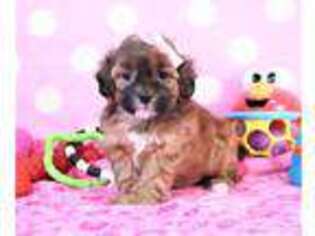 Shih-Poo Puppy for sale in Fresno, OH, USA