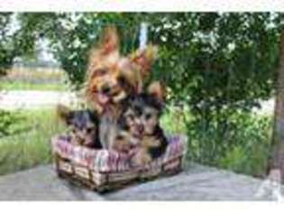 Yorkshire Terrier Puppy for sale in ELK CITY, KS, USA