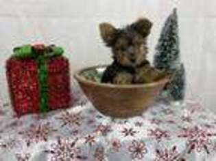 Yorkshire Terrier Puppy for sale in Pontiac, MI, USA