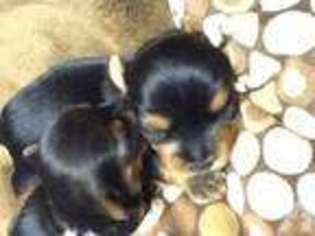 Yorkshire Terrier Puppy for sale in INDIO, CA, USA