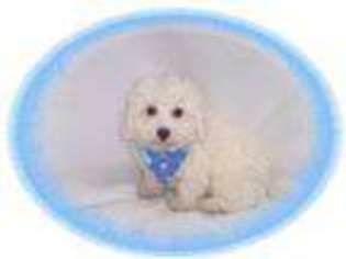 Bichon Frise Puppy for sale in NASHUA, NH, USA