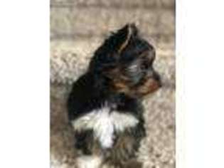 Yorkshire Terrier Puppy for sale in Castle Rock, CO, USA