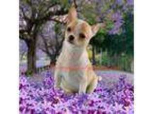 Chihuahua Puppy for sale in Bowling Green, KY, USA