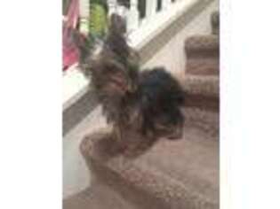 Yorkshire Terrier Puppy for sale in Victorville, CA, USA