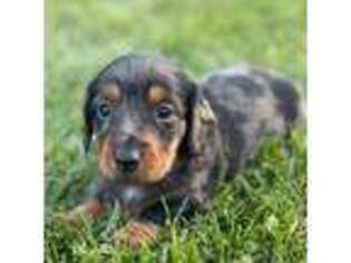 Dachshund Puppy for sale in Canton, OH, USA