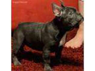 French Bulldog Puppy for sale in Jeffersonville, IN, USA