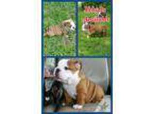 Bulldog Puppy for sale in ORLANDO, FL, USA