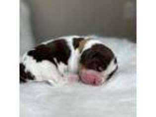 English Springer Spaniel Puppy for sale in Saratoga Springs, NY, USA