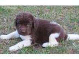 Newfoundland Puppy for sale in Black River Falls, WI, USA