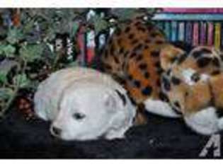 Bichon Frise Puppy for sale in RENO, NV, USA