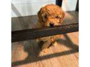 Goldendoodle Puppy for sale in Albany, NY, USA