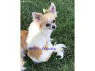 Chihuahua Puppy for sale in Belen, NM, USA