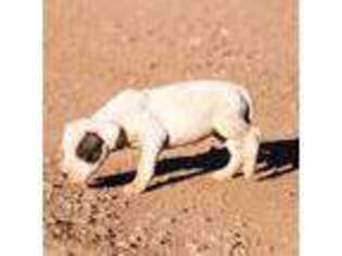 Dogo Argentino Puppy for sale in Alpine, TX, USA