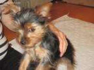 Yorkshire Terrier Puppy for sale in Bemidji, MN, USA