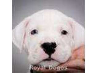 Dogo Argentino Puppy for sale in Los Angeles, CA, USA
