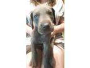 Great Dane Puppy for sale in Colfax, LA, USA