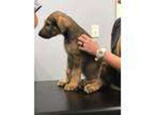 Irish Wolfhound Puppy for sale in Bishop, GA, USA