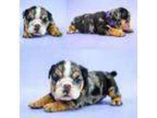 Bulldog Puppy for sale in Harrisburg, SD, USA