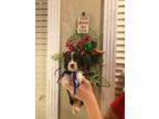English Springer Spaniel Puppy for sale in Corinth, MS, USA