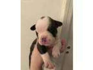 Bulldog Puppy for sale in Mahwah, NJ, USA