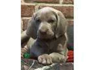 Weimaraner Puppy for sale in Burleson, TX, USA