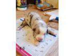 Miniature Australian Shepherd Puppy for sale in Morgantown, KY, USA