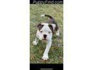 Alapaha Blue Blood Bulldog Puppy for sale in Auburn, AL, USA