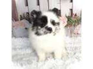 Pomeranian Puppy for sale in Booneville, MS, USA
