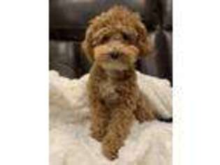Goldendoodle Puppy for sale in Wabash, IN, USA