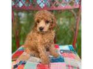 Mutt Puppy for sale in Aubrey, TX, USA