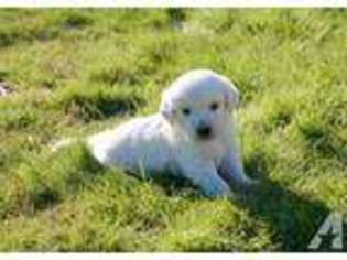 Golden Retriever Puppy for sale in SEATTLE, WA, USA