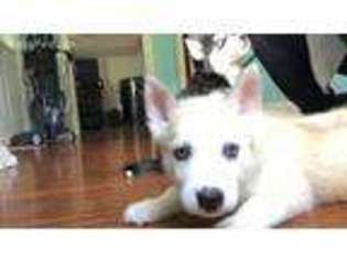 Siberian Husky Puppy for sale in Frankfort, NY, USA