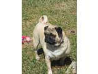 Pug Puppy for sale in BEDFORD, TX, USA