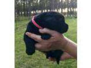 Labrador Retriever Puppy for sale in Ochlocknee, GA, USA