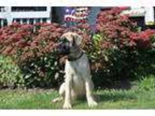 Mastiff Puppy for sale in Lewisburg, OH, USA