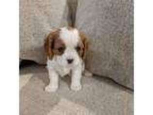 Cavalier King Charles Spaniel Puppy for sale in Santa Rosa, CA, USA