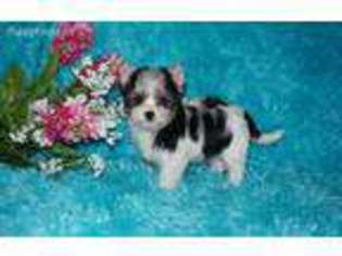 Yorkshire Terrier Puppy for sale in Pelham, GA, USA