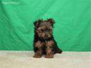 Yorkshire Terrier Puppy for sale in Shawnee, OK, USA